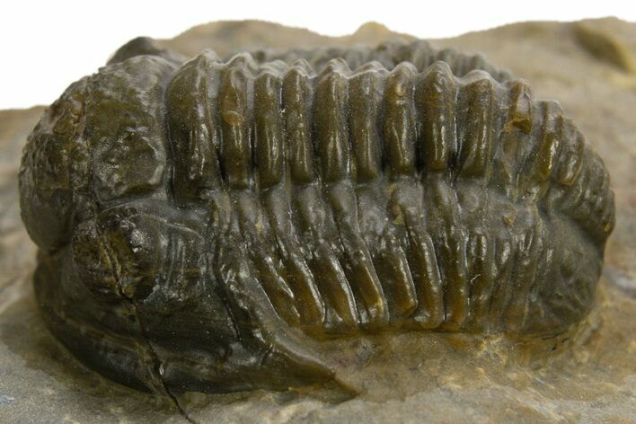 Detailed Proetid (Gerastos) Trilobite Fossil - Morocco #325834